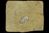 Small, Crinoid (Pachylocrinus) Fossil - Crawfordsville, Indiana #95823-1